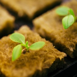 Plant breeding with GreenResearcher at greenhub