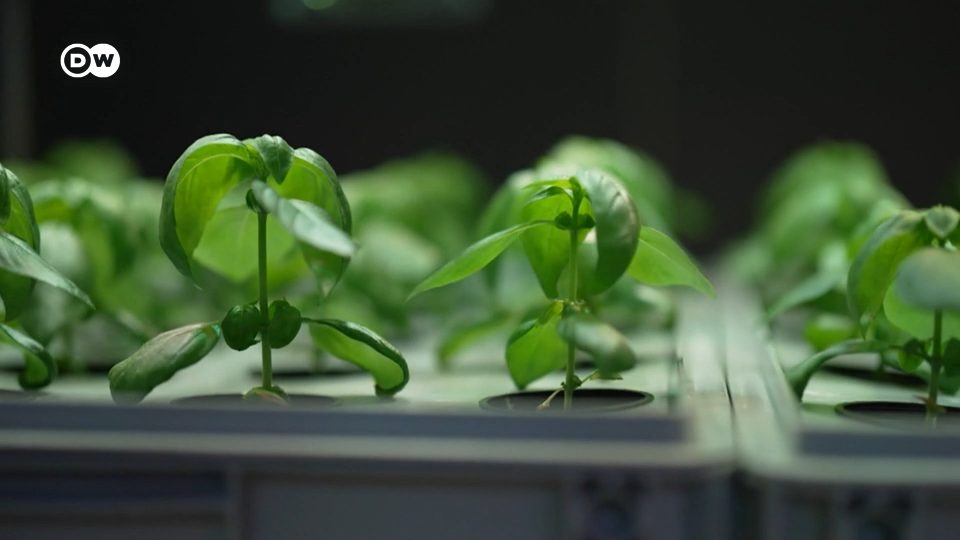 Deutsche Welle video about greenhub featuring Kay Plat