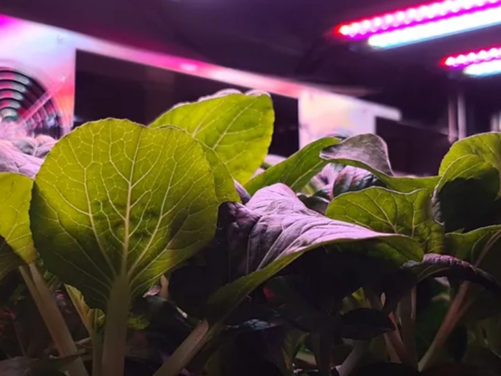 Picture of a vertical farm with salad