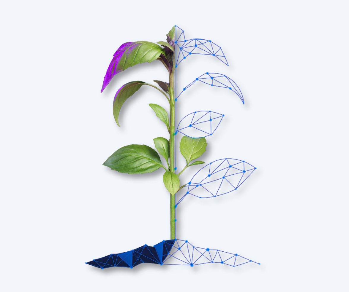 Graphic of a plant becoming digital