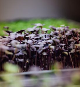 Microgreens