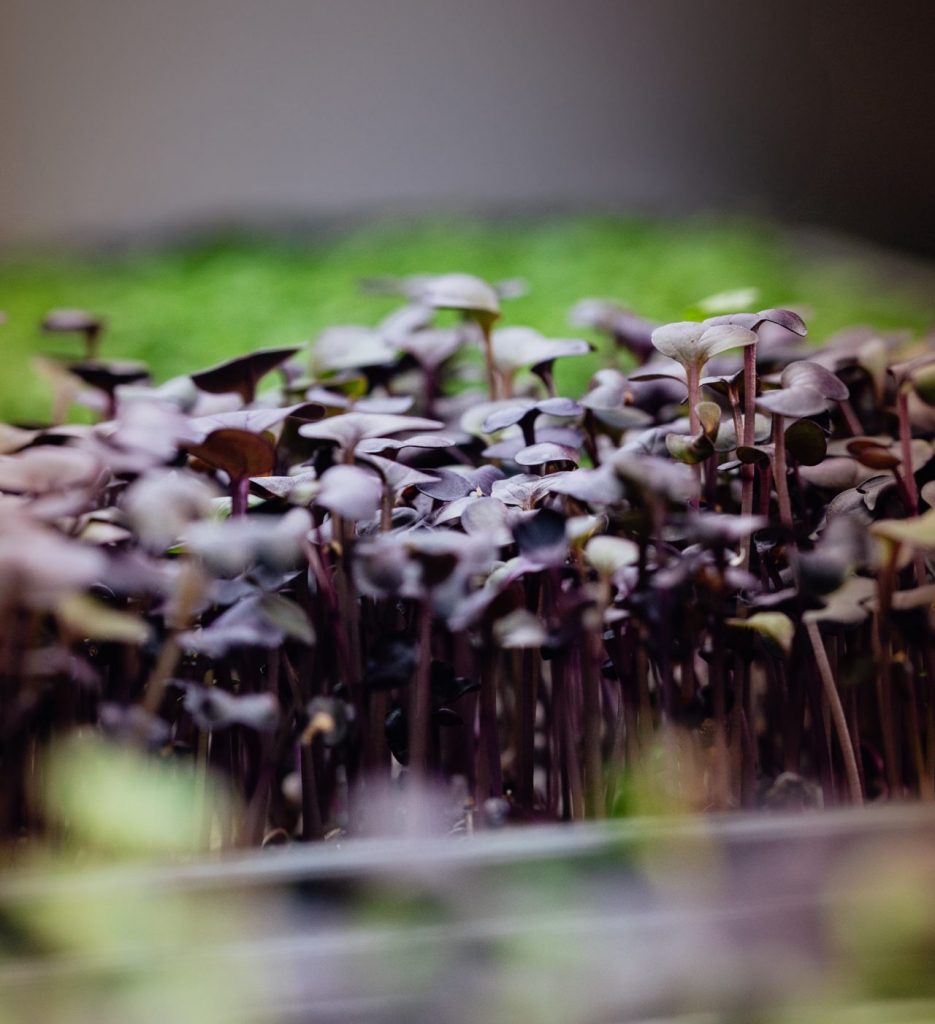 Microgreens