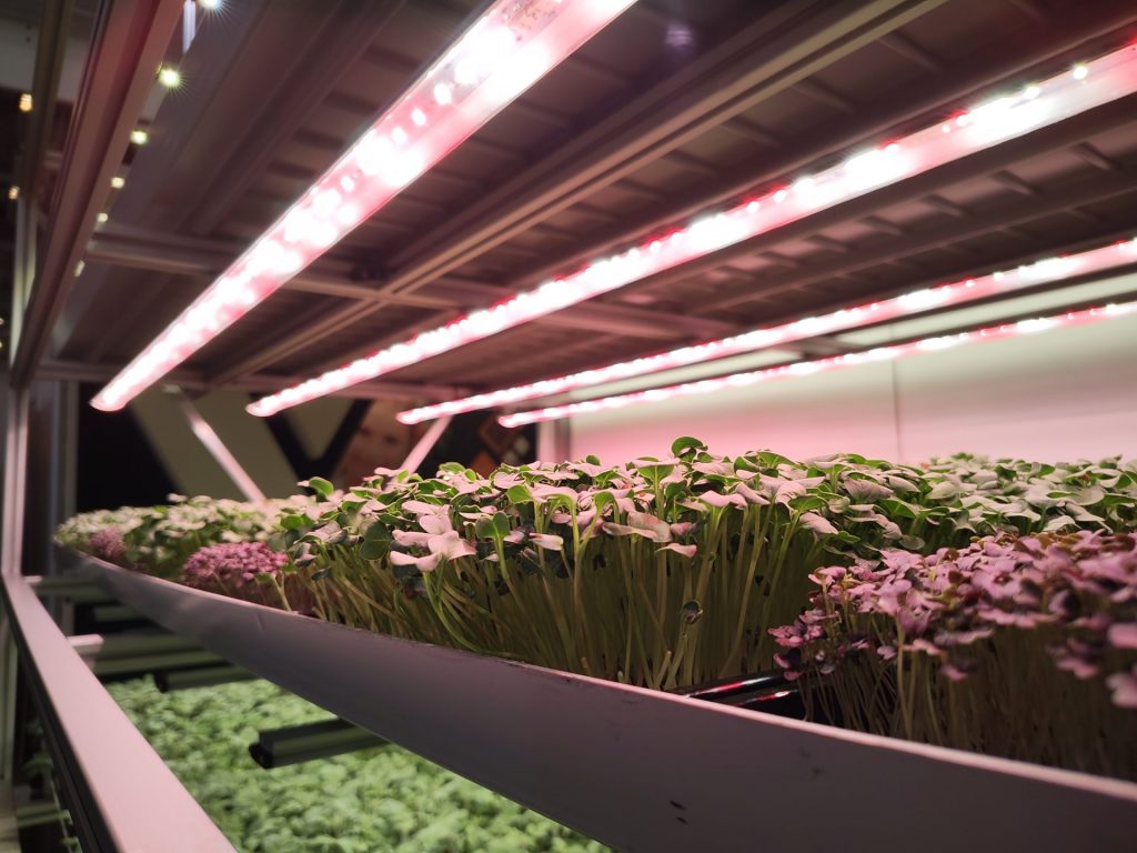 Microgreens in the GreenPro Lite seedling system