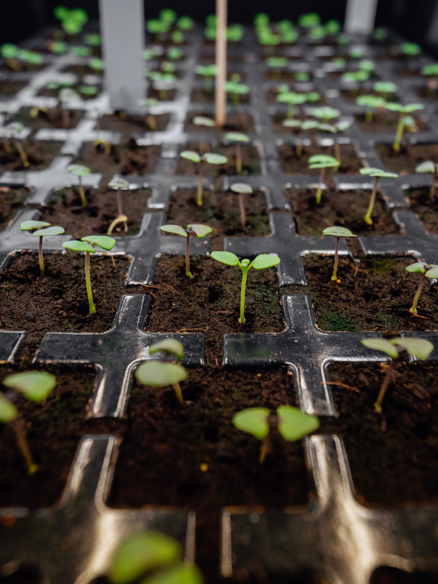 greenhub seedlings