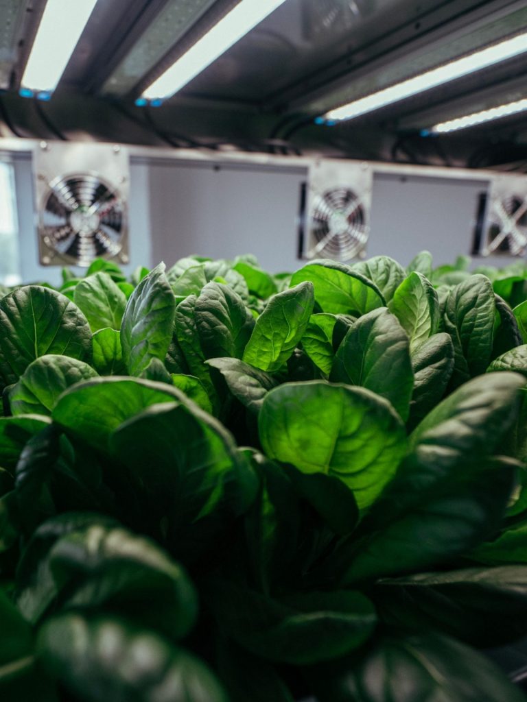 greenhub-plants-and-vents.jpg